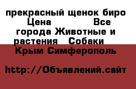 прекрасный щенок биро › Цена ­ 20 000 - Все города Животные и растения » Собаки   . Крым,Симферополь